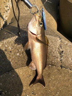 イサキの釣果