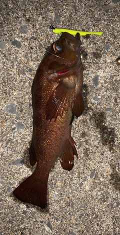 エゾメバルの釣果