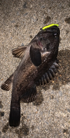 クロソイの釣果