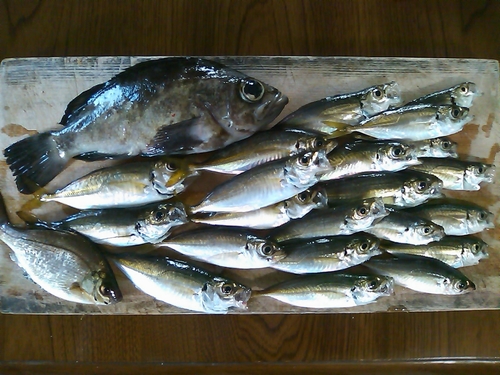 アジの釣果