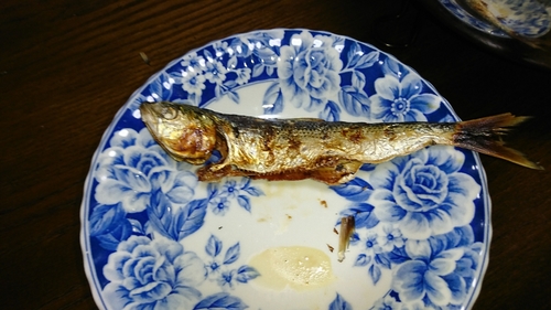 コノシロの釣果