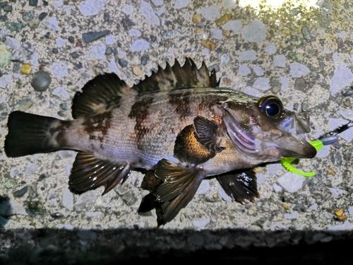 メバルの釣果