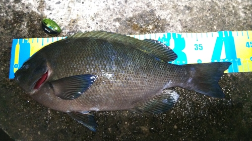 メジナの釣果