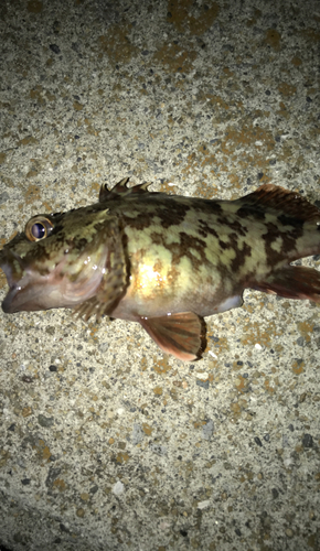 メバルの釣果