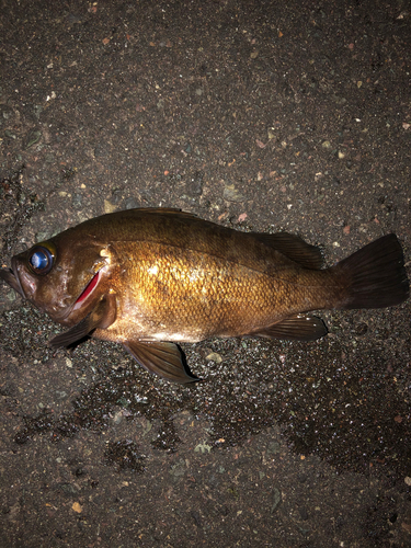 メバルの釣果