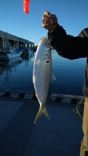 コノシロの釣果