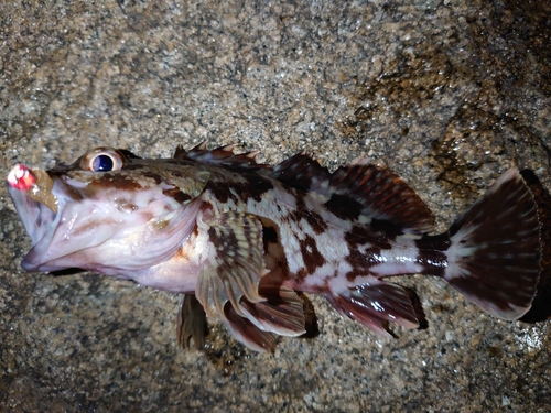 カサゴの釣果