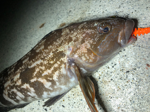 アイナメの釣果