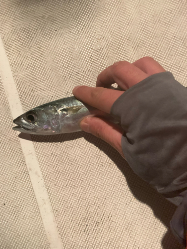 サバの釣果