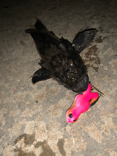 クロソイの釣果