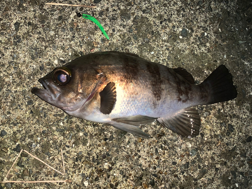 メバルの釣果