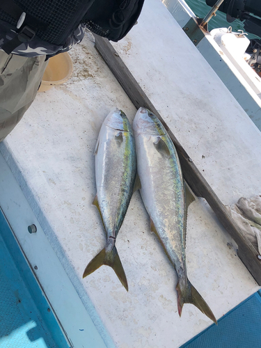 ブリの釣果