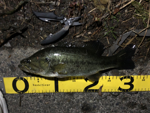 ブラックバスの釣果