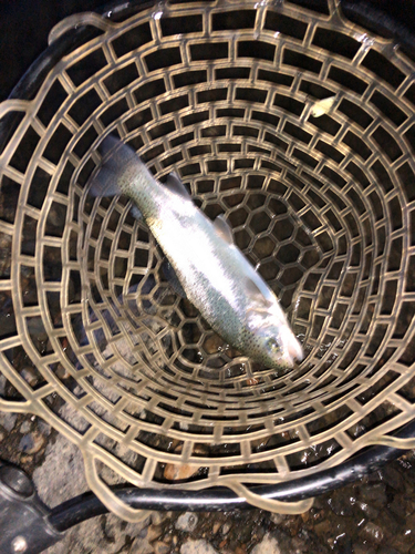 トラウトの釣果