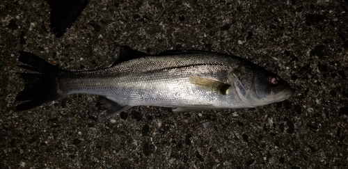 フッコ（マルスズキ）の釣果