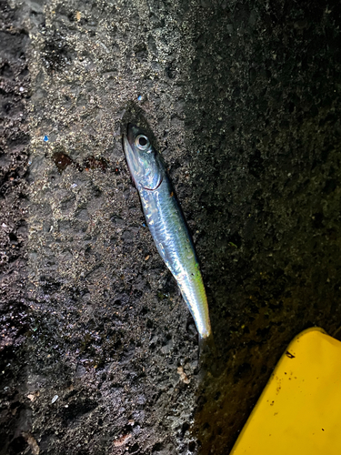 カタクチイワシの釣果