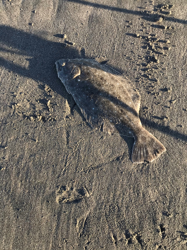 ヒラメの釣果