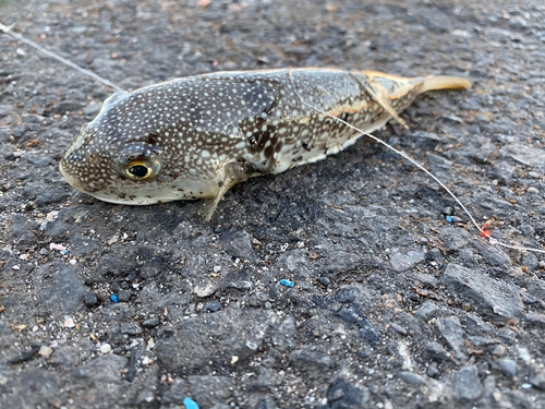 クサフグの釣果