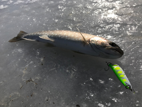 アメマスの釣果