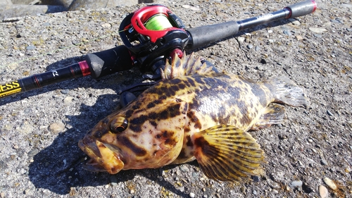 タケノコメバルの釣果