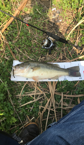 ラージマウスバスの釣果