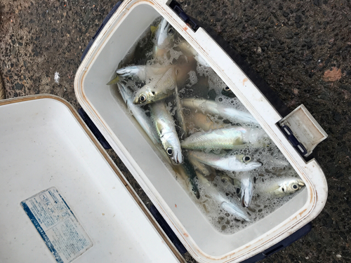 サバの釣果