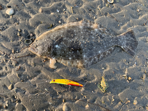 ヒラメの釣果