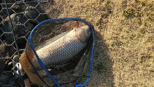 コイの釣果