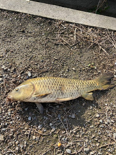 コイの釣果