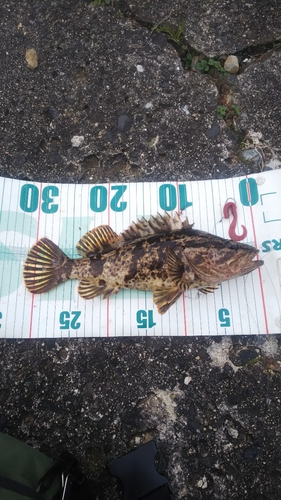 タケノコメバルの釣果