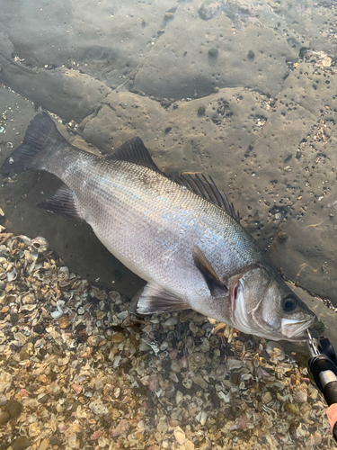 ヒラスズキの釣果