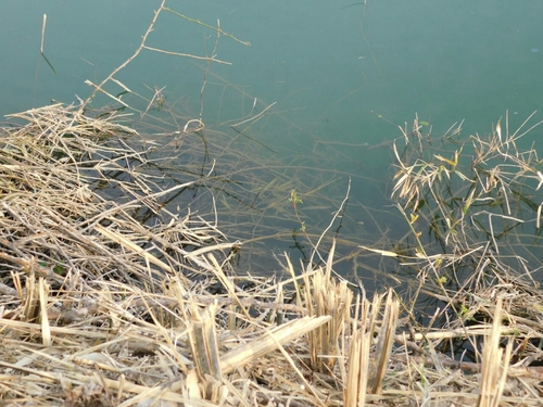 ライギョの釣果