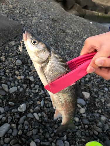 ウグイの釣果