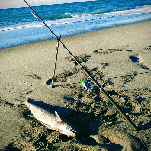 サワラの釣果