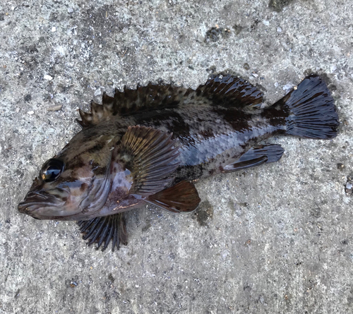 ムラソイの釣果