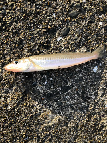 シロギスの釣果