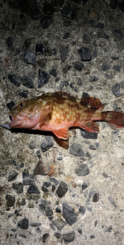 カサゴの釣果