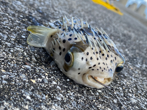 ハリセンボンの釣果