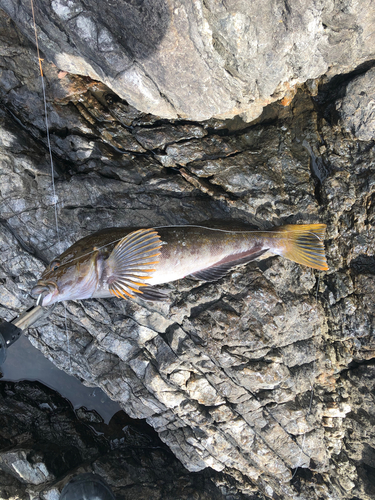 アイナメの釣果