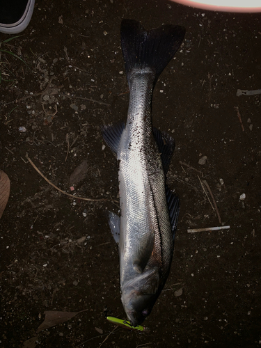 マルスズキの釣果