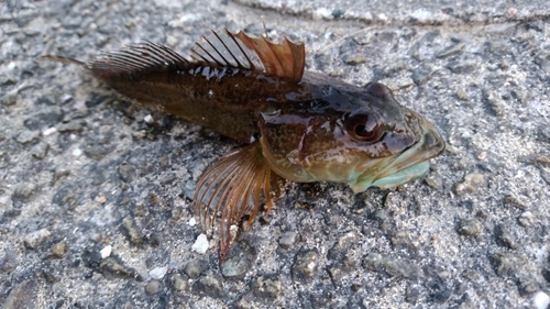 アナハゼの釣果