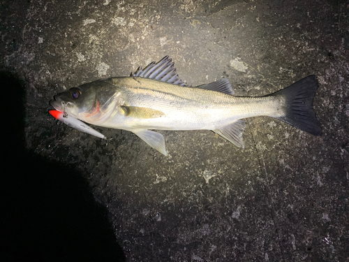 セイゴ（タイリクスズキ）の釣果