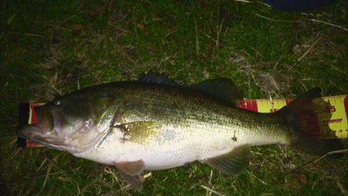 ブラックバスの釣果