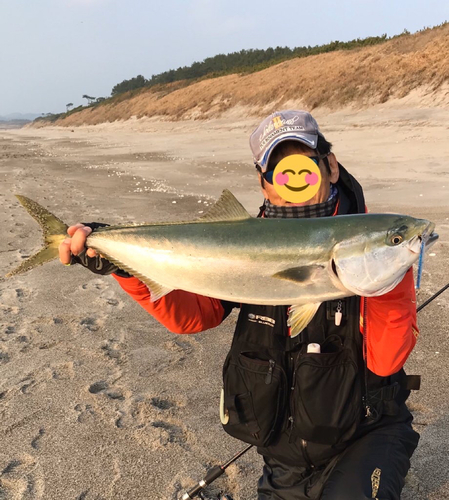 ブリの釣果