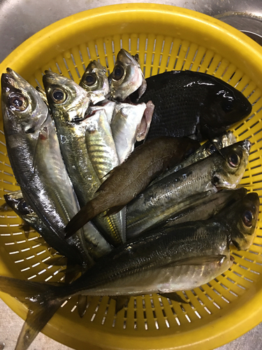 アジの釣果