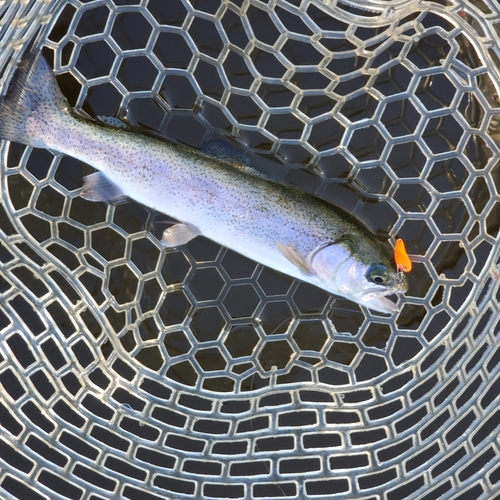 ニジマスの釣果