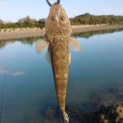 コチの釣果