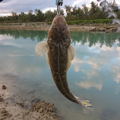 コチの釣果