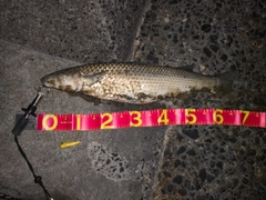 メナダの釣果