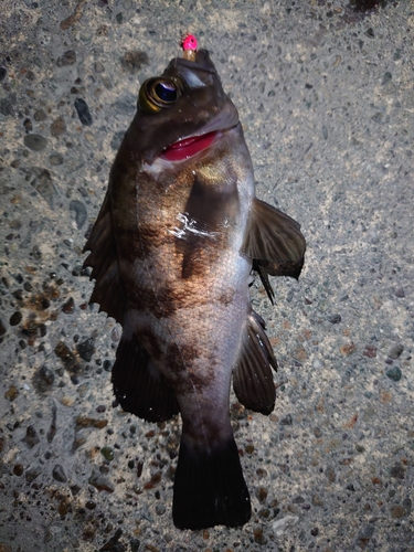 メバルの釣果